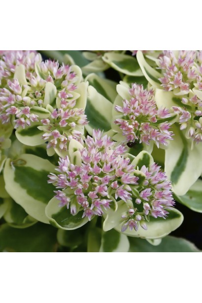 Очиток Елсіс Голд - декоративна рослина із золотисто-зеленими листками та ніжно-рожевими квітами